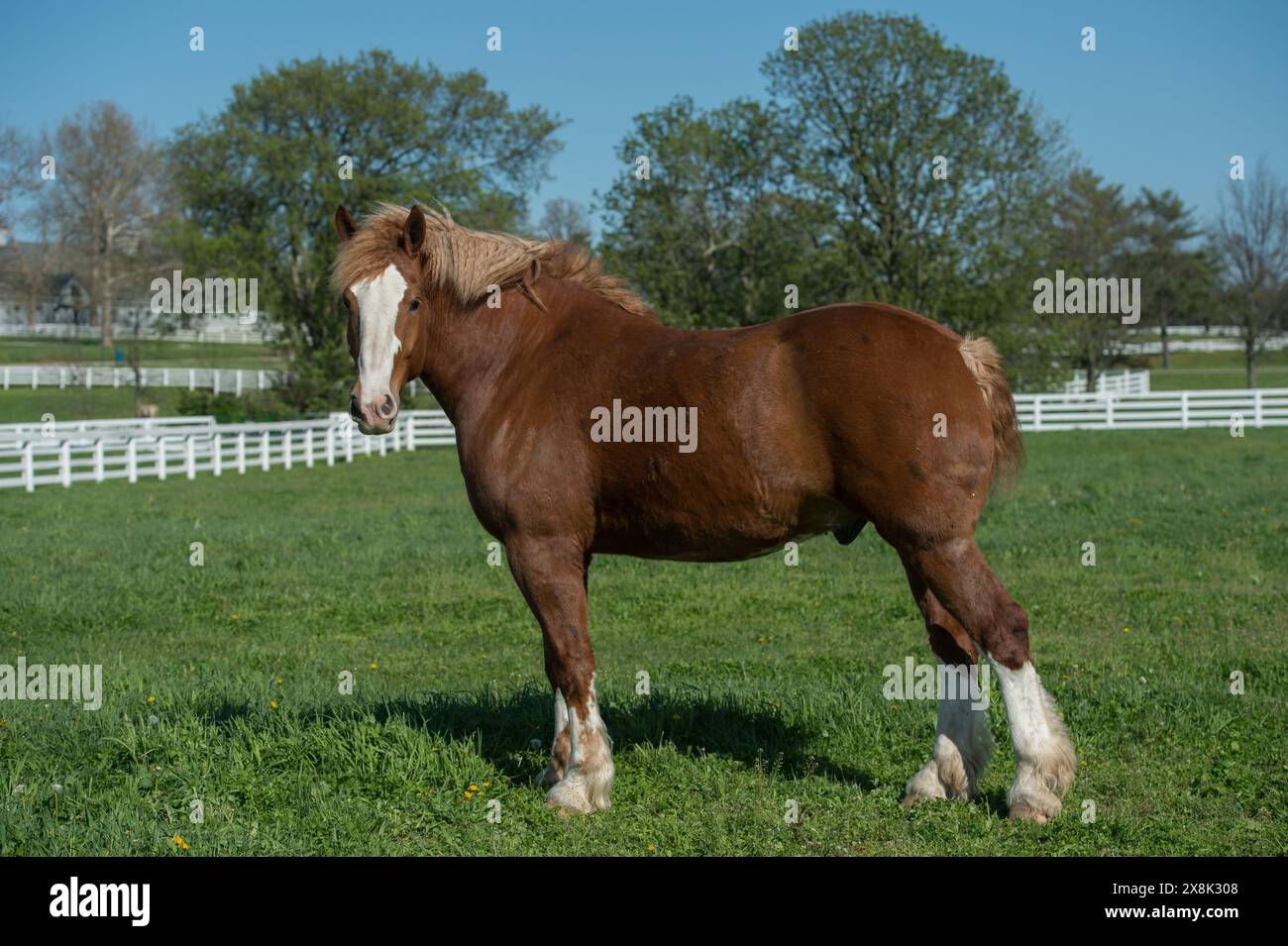Plan de conformation de cheval belge debout dans le champ de pâturage du paddock avec large blason blanc sur le visage chaussettes blanches et crinière de lin et queue printemps été Banque D'Images