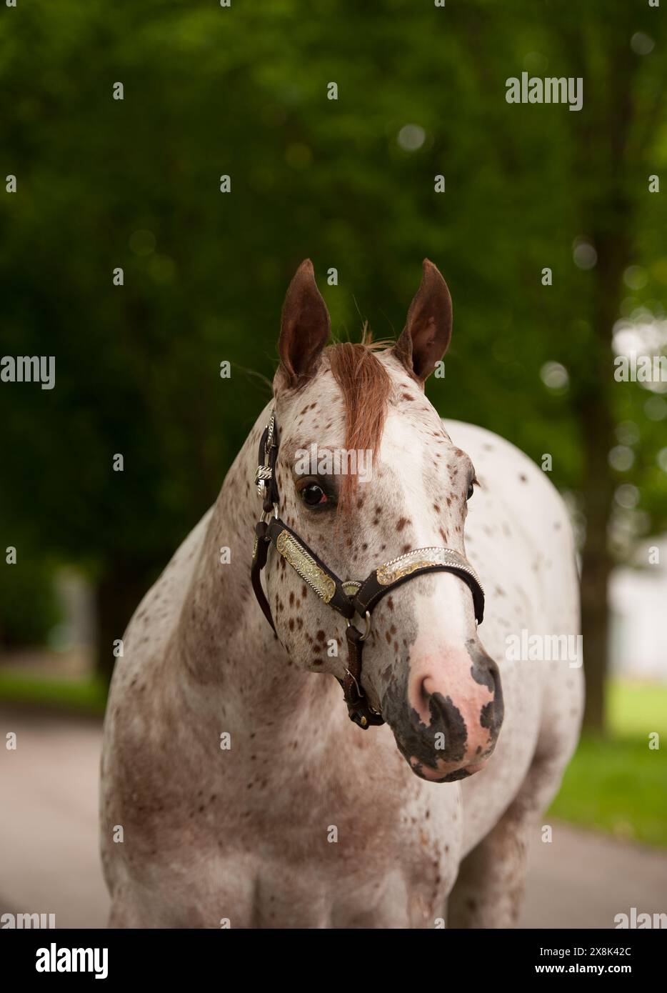 portrait de cheval appaloosa photo de tête de cheval appaloosa avec des taches et brillant western montrer l'image équine verticale de halter avec de la verdure en arrière-plan printemps Banque D'Images