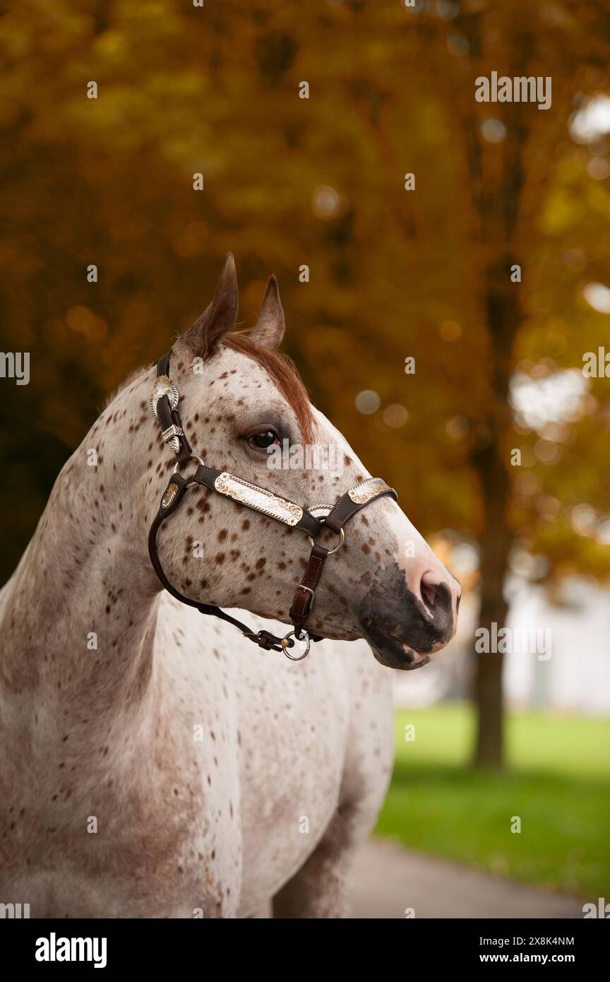 portrait de cheval appaloosa photo de tête de cheval appaloosa avec des taches et brillant western montrer l'image équine verticale de halter avec fond de couleur automne automne Banque D'Images