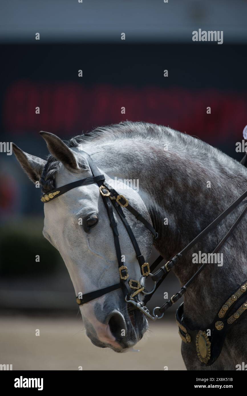 tir de tête de cheval ou portrait de cheval andalou espagnol gris en cuir anglais double bride deux ensembles de rênes montrant des chevaux de dressage oreilles en avant Banque D'Images