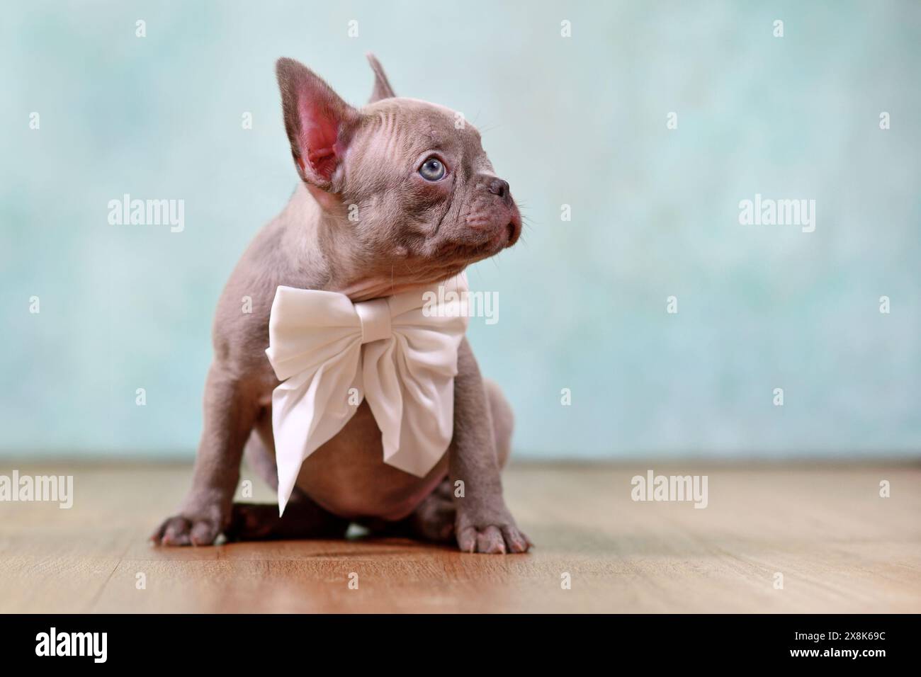 Chiot bouledogue français mignon lilas avec ruban devant le fond de studio Banque D'Images