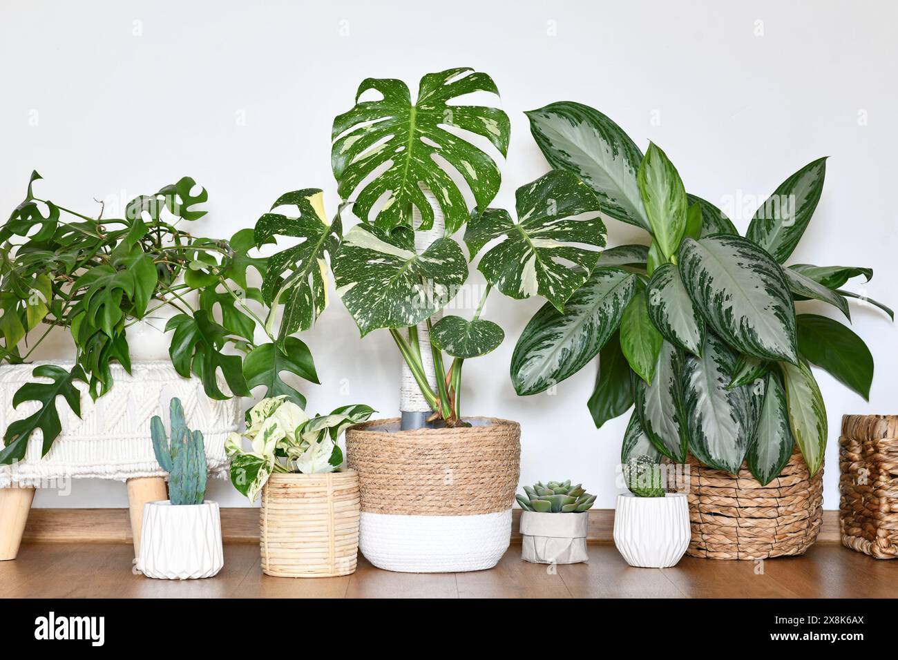 Jungle urbaine. Différentes plantes d'intérieur tropicales comme Monstera Thai Constellation ou Chinese Evergreen dans des pots de fleurs en panier dans la chambre Banque D'Images