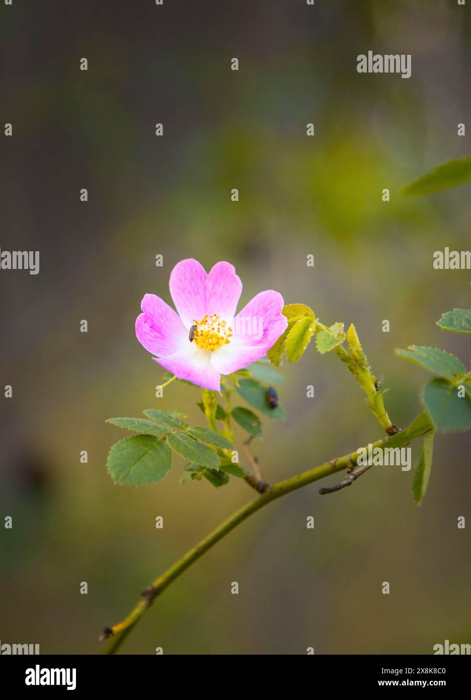 Fleur d'une rose de chien (Rosa corymbifera) avec un insecte sur l'un de ses pétales dans un environnement naturel, Neunkirchen, basse-Autriche, Autriche Banque D'Images