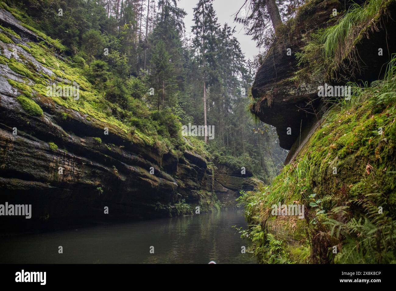 Nature pure, paysage pris dans une gorge avec rivière. Forêt européenne à Hrensko, gorge de Kamnitz, Suisse Bohême, République tchèque Banque D'Images