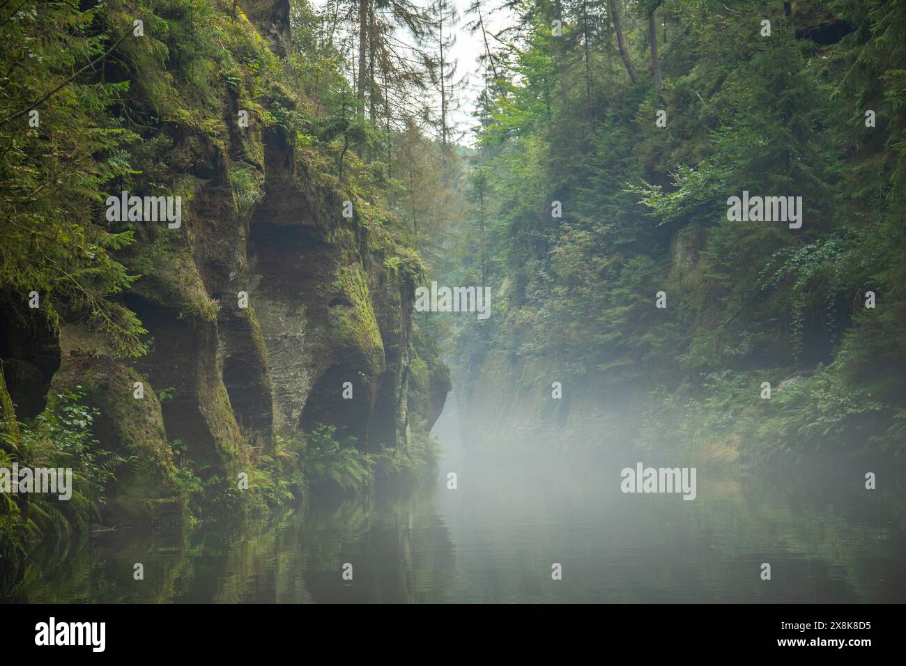 Nature pure, paysage pris dans une gorge avec rivière. Forêt européenne à Hrensko, gorge de Kamnitz, Suisse Bohême, République tchèque Banque D'Images