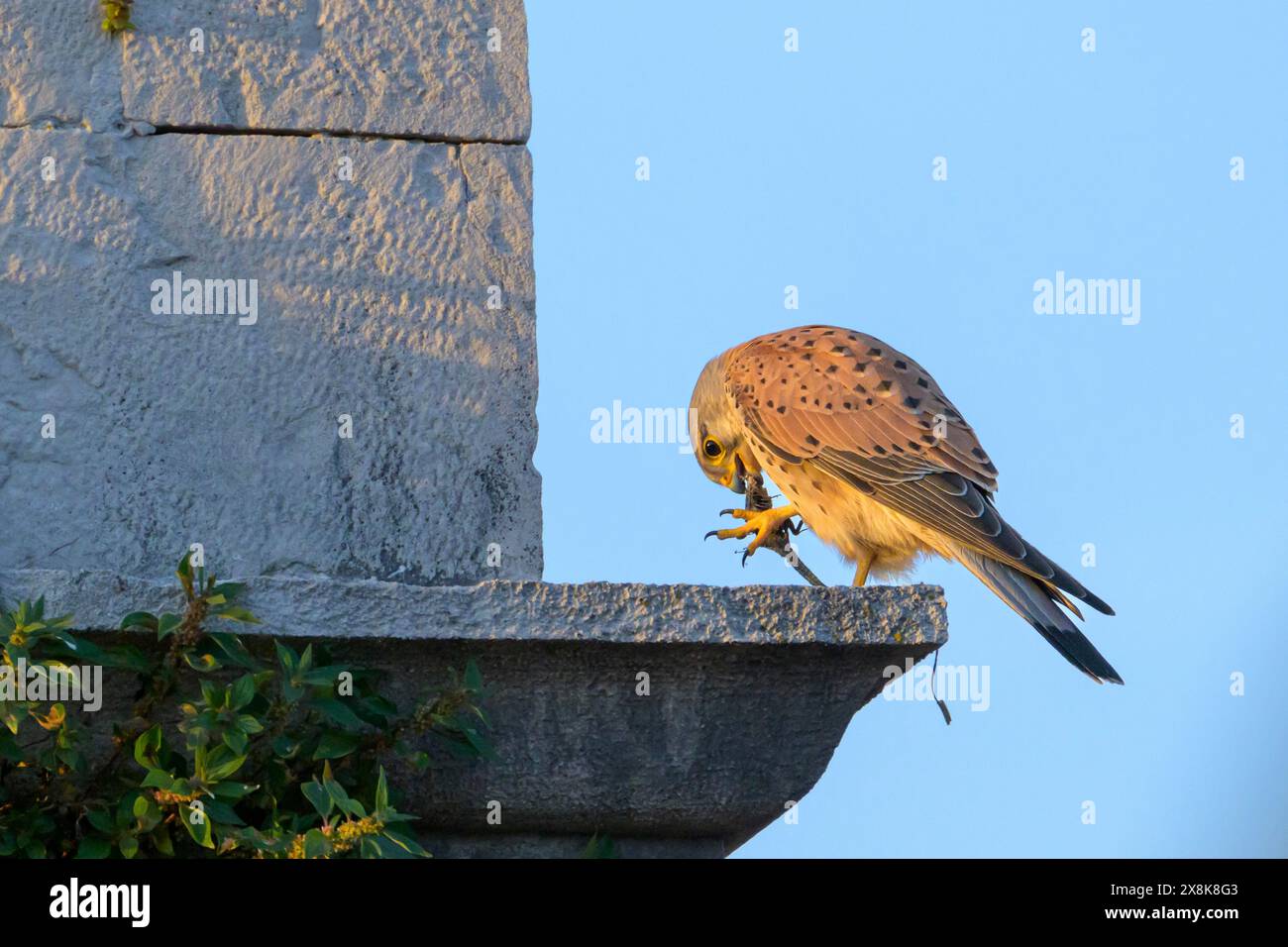 Une crécerelle commune (Falco tinnunculus) se dresse sur un mur de pierre et tient un insecte, Trogir, Dalmatie, Croatie Banque D'Images