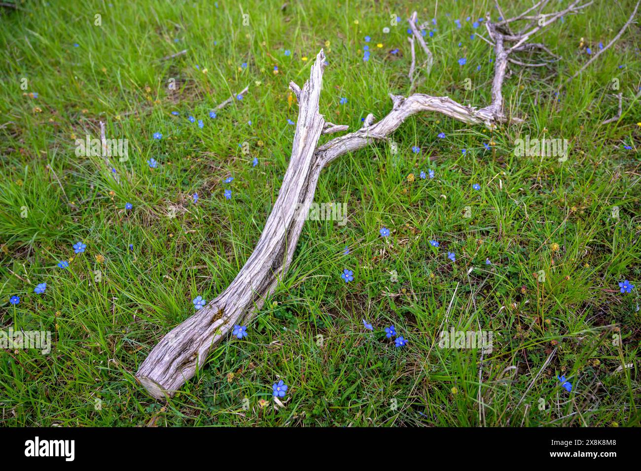 Une branche sèche se trouve sur une prairie verdoyante avec du lin Lorrain dispersé (Linum leonii), Doernberg, Hesse, Allemagne Banque D'Images