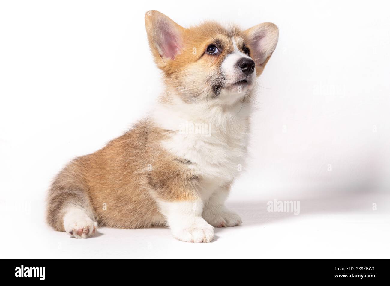 Un charmant Pembroke Welsh Corgi chiot est assis sur un fond blanc et regarde soigneusement. Banque D'Images