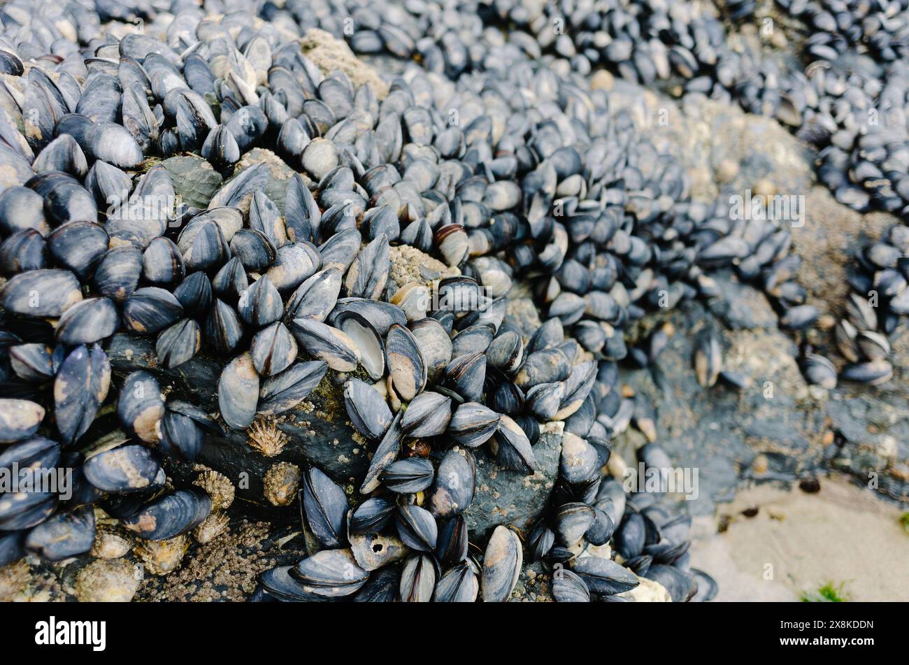 Grappe de coquillages noirs sur un rocher Banque D'Images