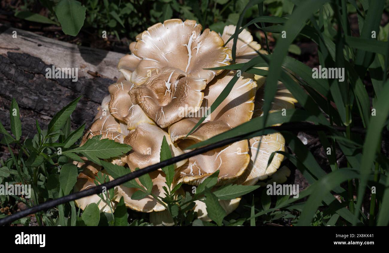 Grappe de champignons sur le sol Banque D'Images