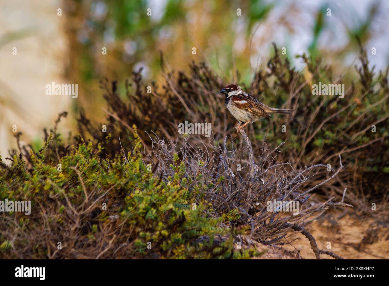 Oiseau coloré perché sur la branche dans l'habitat naturel avec des détails de plume Banque D'Images