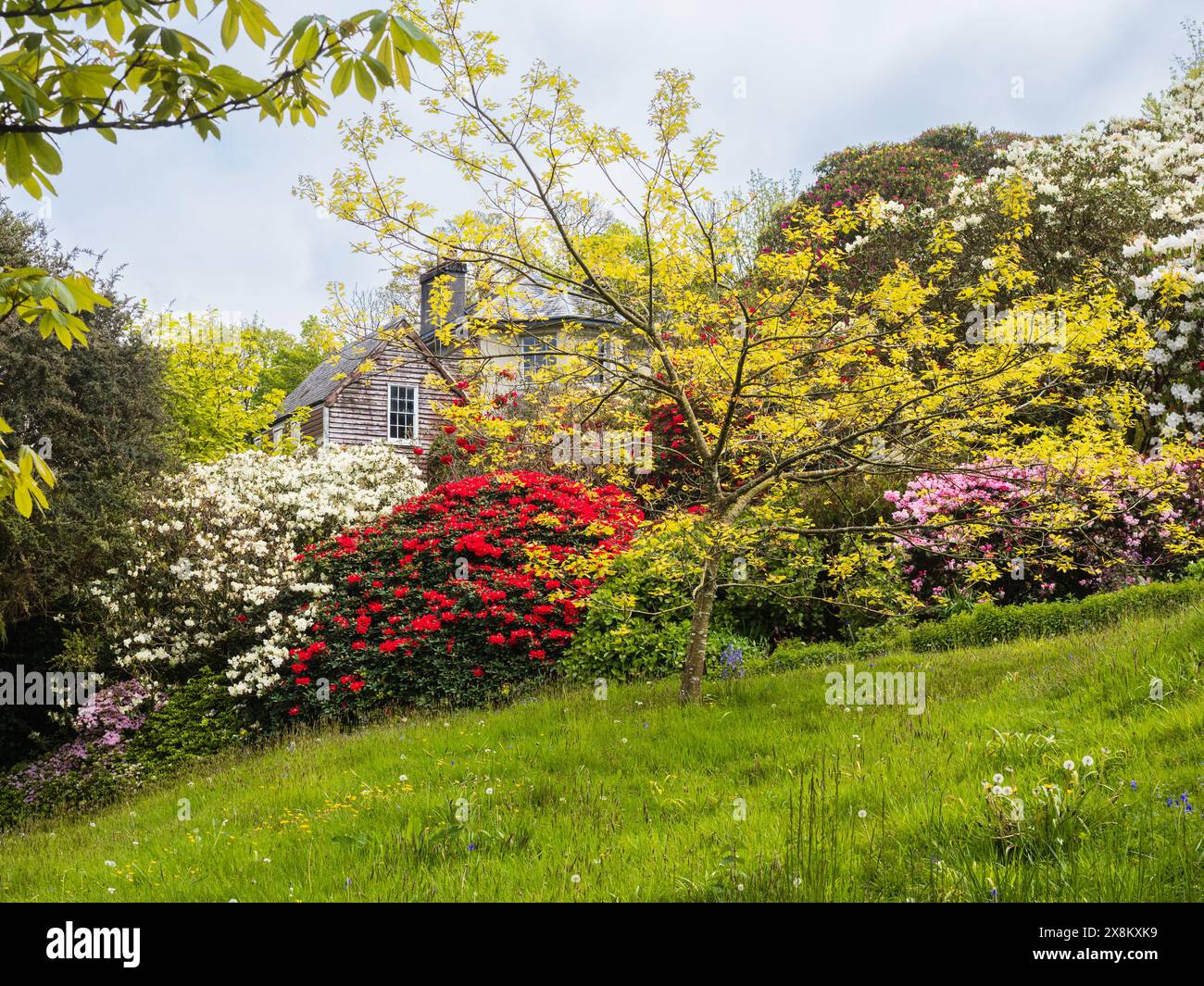 Grassy Bank et rhododendrons au Garden House, Buckland Monachorum, Devon, Royaume-Uni Banque D'Images