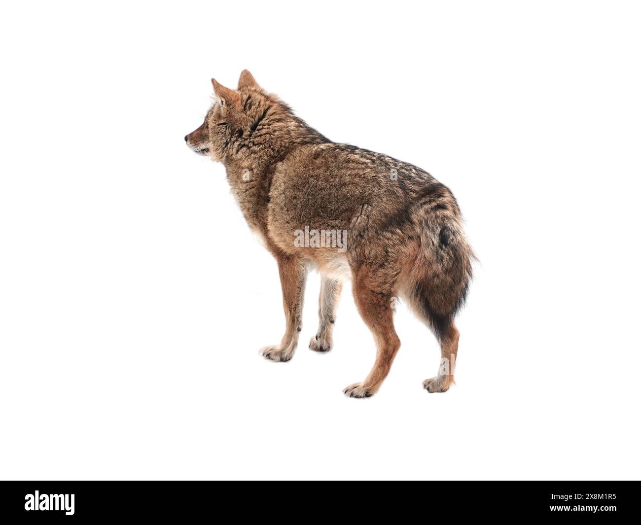 Jackal rouge est isolé sur un fond blanc. Banque D'Images