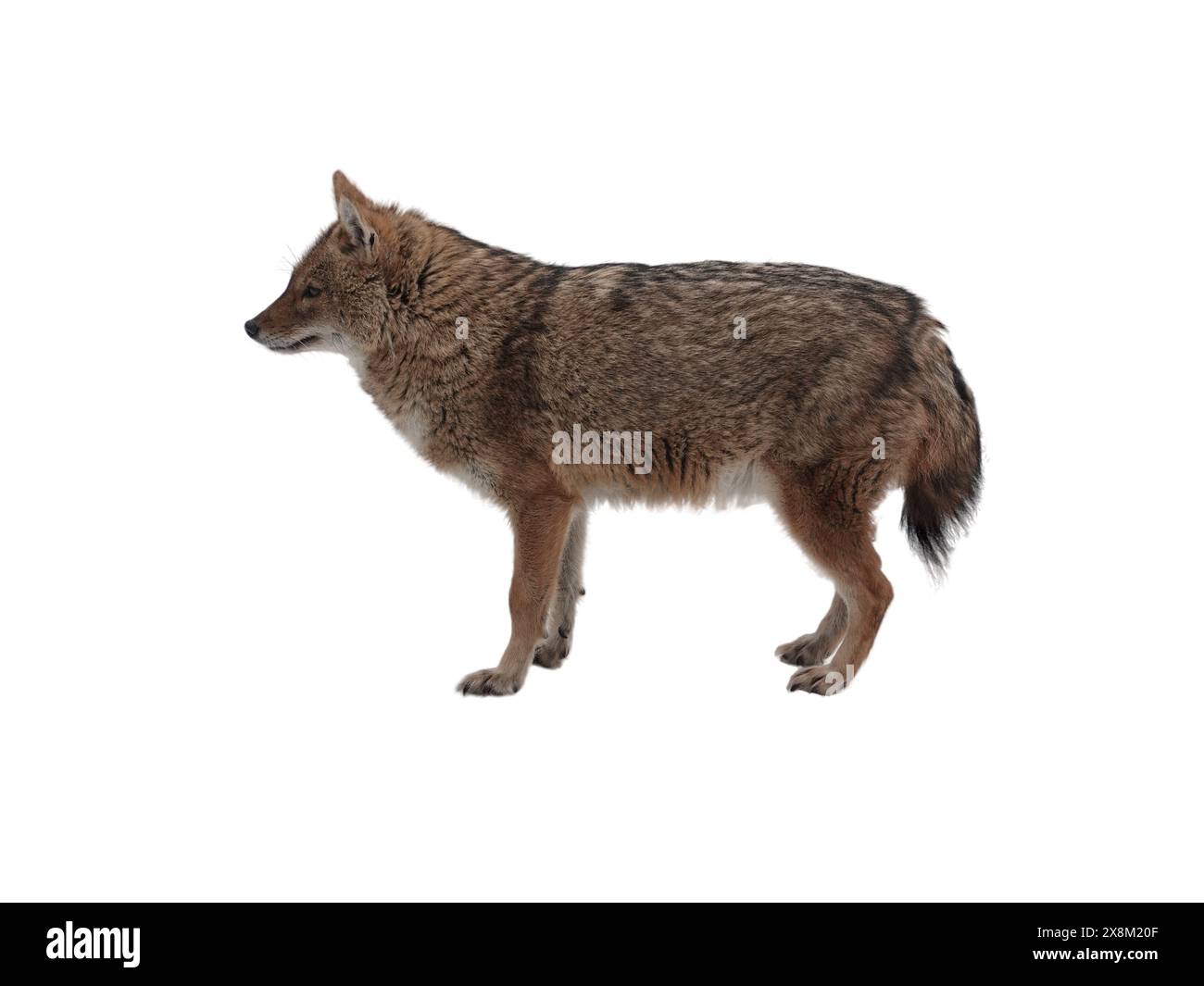 Jackal rouge est isolé sur un fond blanc. Banque D'Images