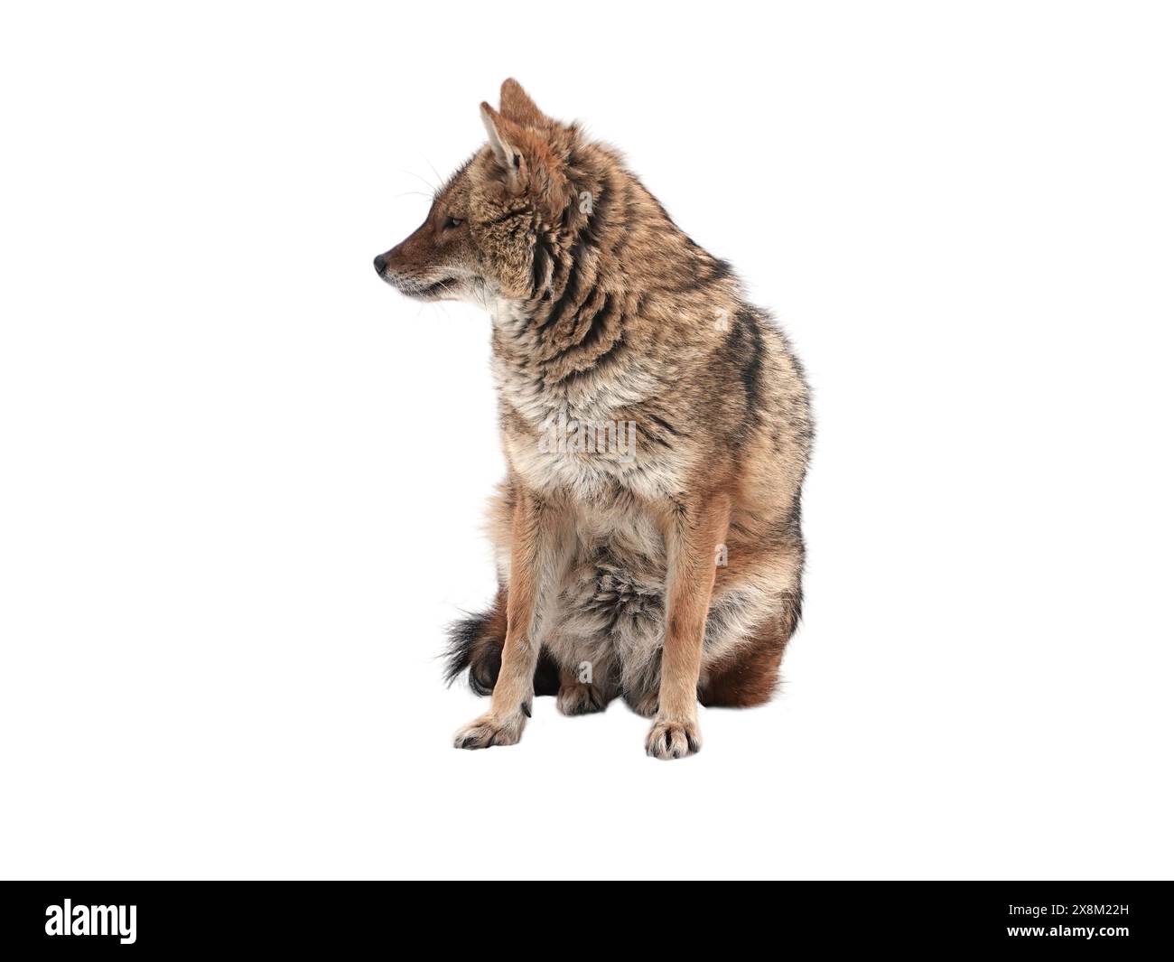 Jackal rouge est isolé sur un fond blanc. Banque D'Images