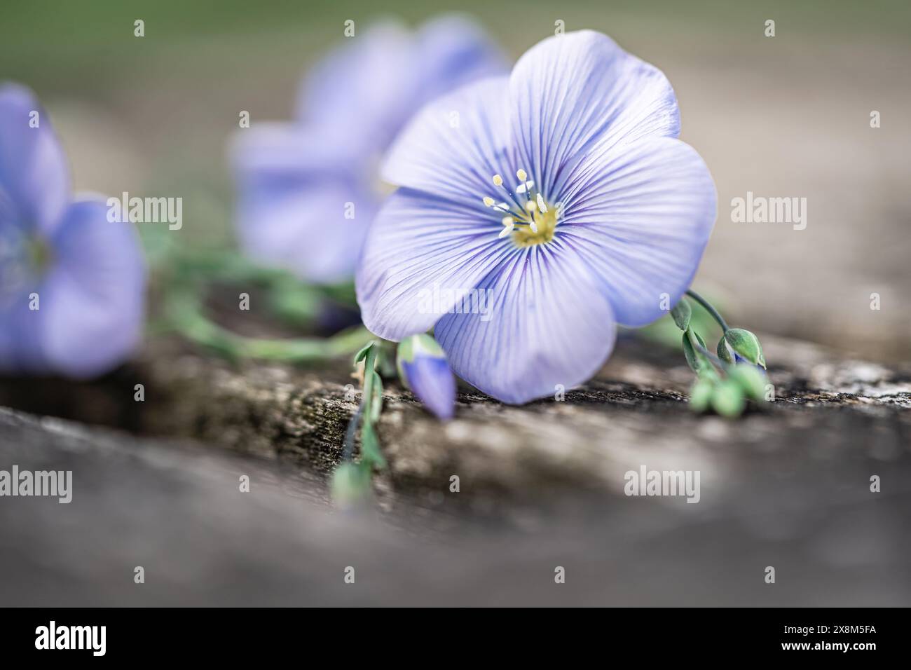 Superbe photo en gros plan de fleurs de lin bleu mettant en valeur leurs pétales délicats et la couleur vibrante d'une vieille planche de bois. Banque D'Images