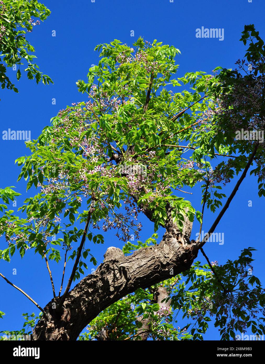 Lilas persan en fleur en Provence Banque D'Images