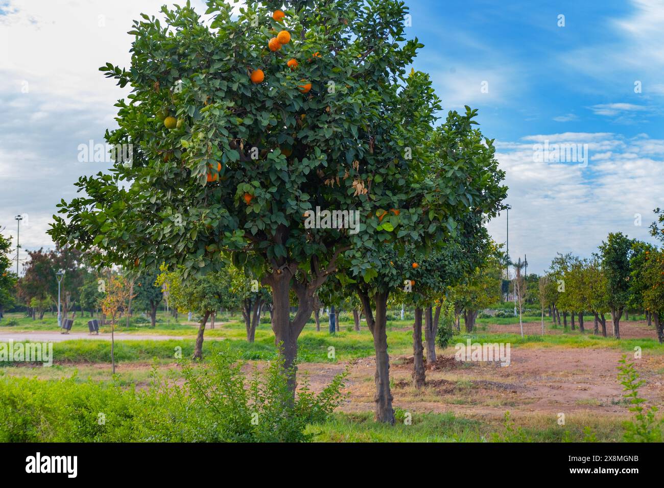 oranger dans le jardin, immersion culturelle, patrimoine agricole, verdure luxuriante, cycles de la nature, récolte abondante Banque D'Images