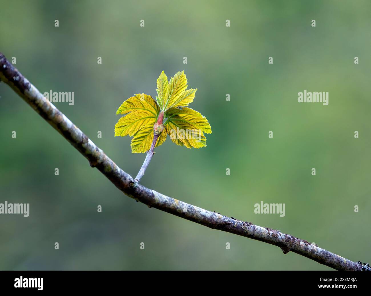 L'érable blanc, faux platane ou érable sycomore, Acer pseudoplatanus est une espèce d'arbre à feuilles caduques Banque D'Images