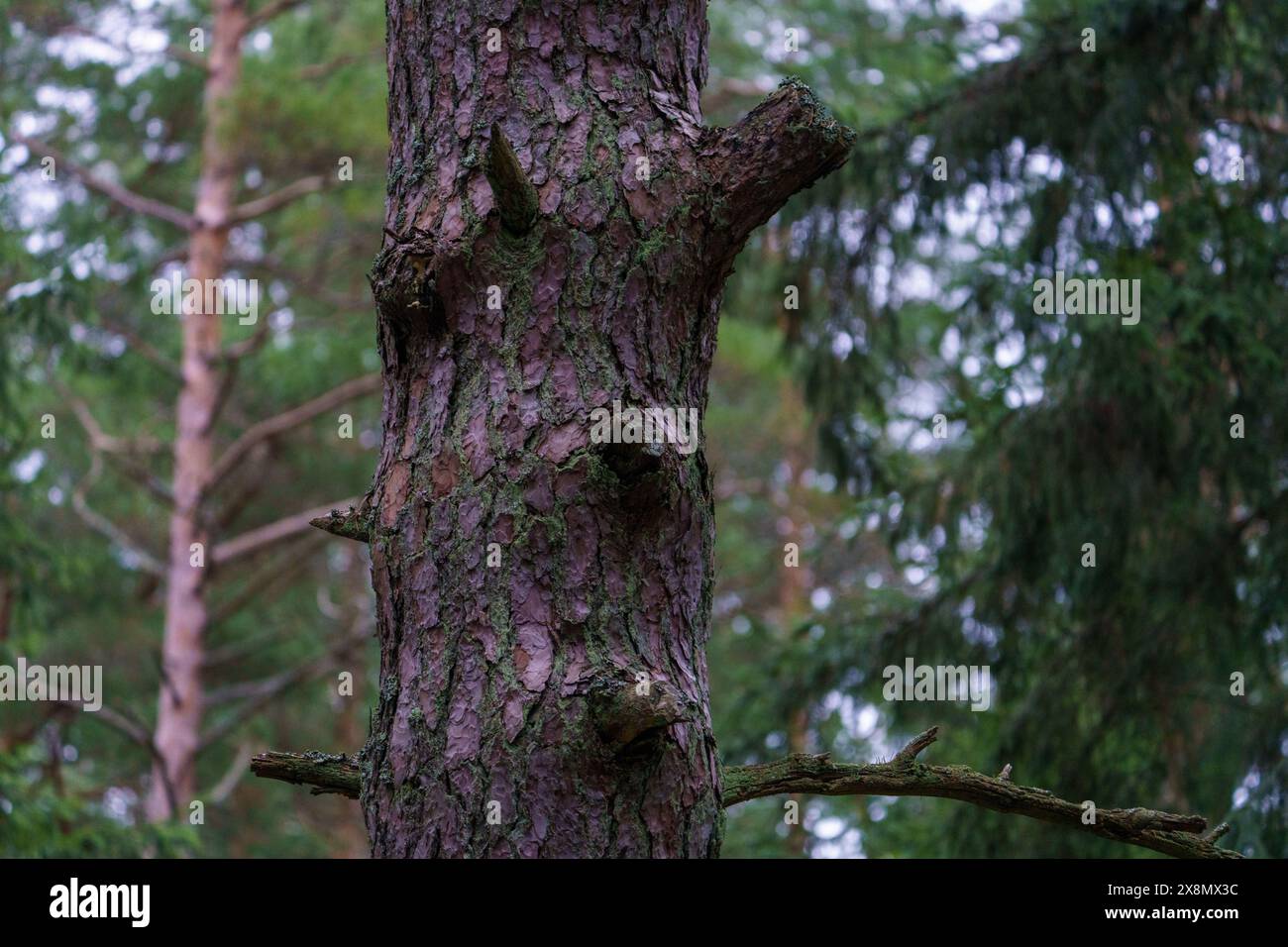 PIN dans le parc national de Dzūkija, Lituanie Banque D'Images