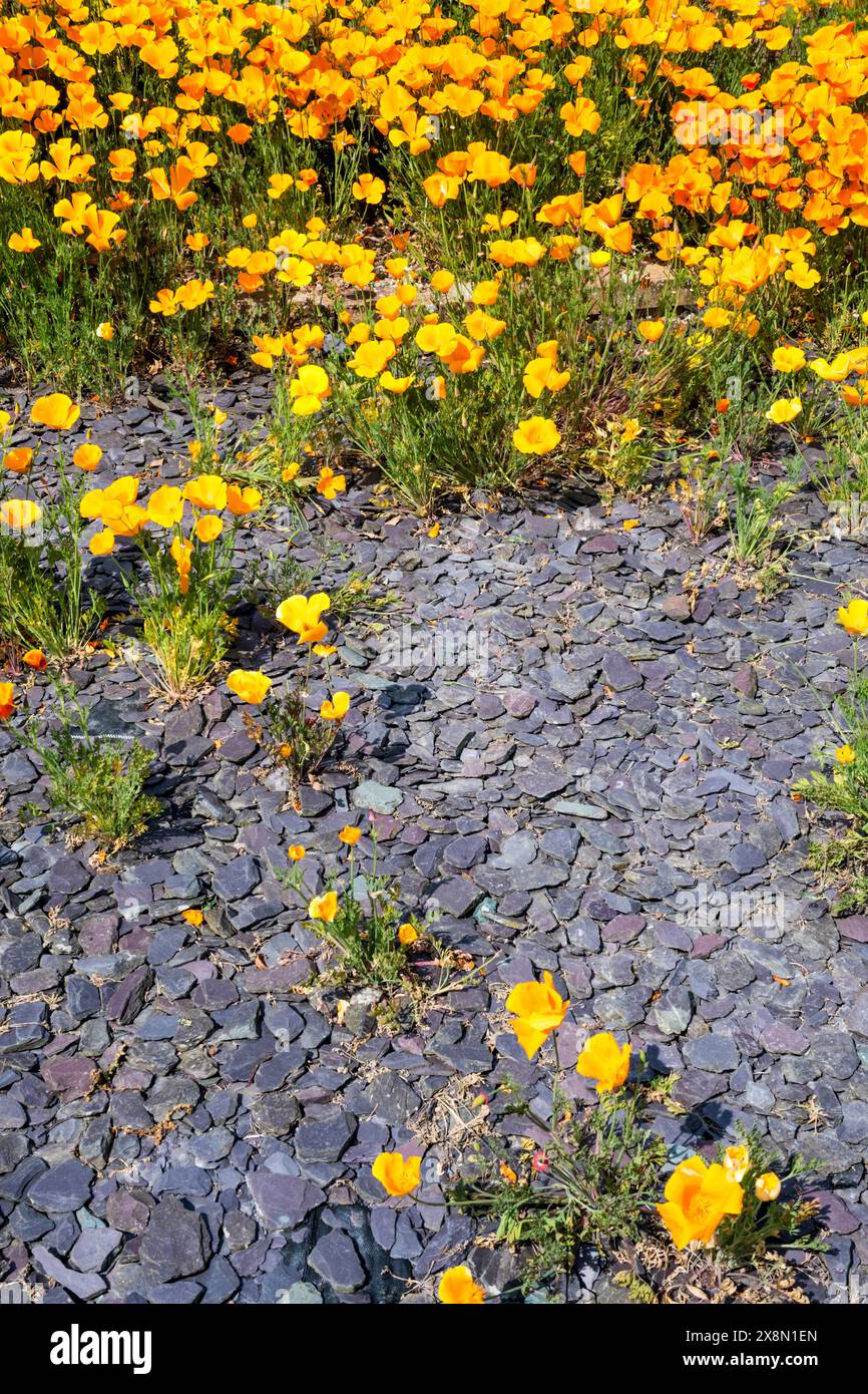 Les coquelicots de Californie, Eschscholzia californica, cultivés par des coupures d'ardoise comme une couverture de sol à faible entretien dans un jardin. Banque D'Images