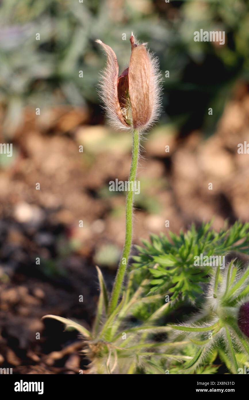 Pulsatilla vulgaris ou fleur de Pasque ou Pasqueflower ou Pasqueflower européen ou Pasqueflower commun ou Danes sang herbacé floraison vivace Banque D'Images