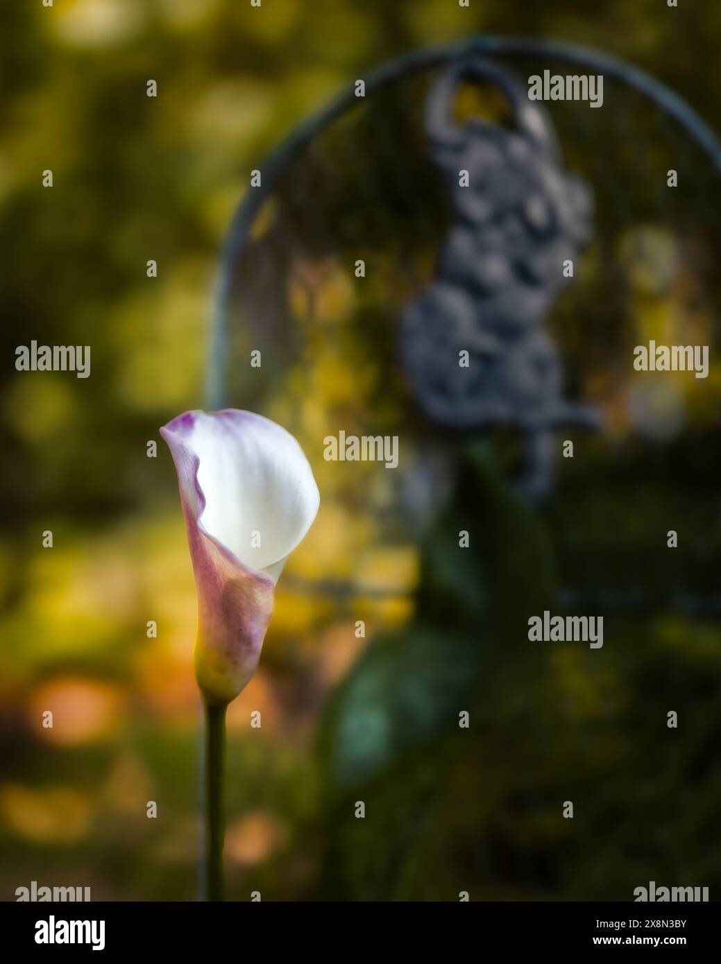 Nénuphars roses, Zantedeschia, floraison dans un jardin à la maison en Alabama, Etats-Unis. Banque D'Images