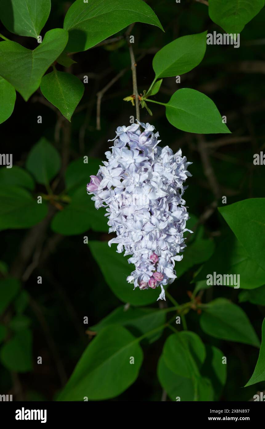 Lilas en fleur sur une branche. Québec, Canada Banque D'Images