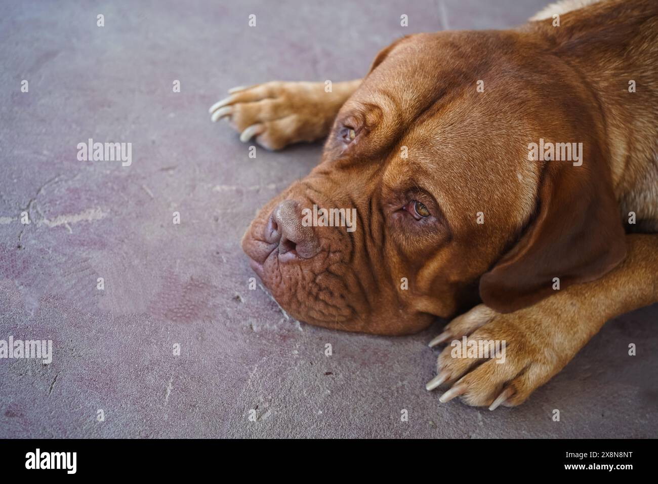 Chien paresseux dormant sur le sol. Banque D'Images