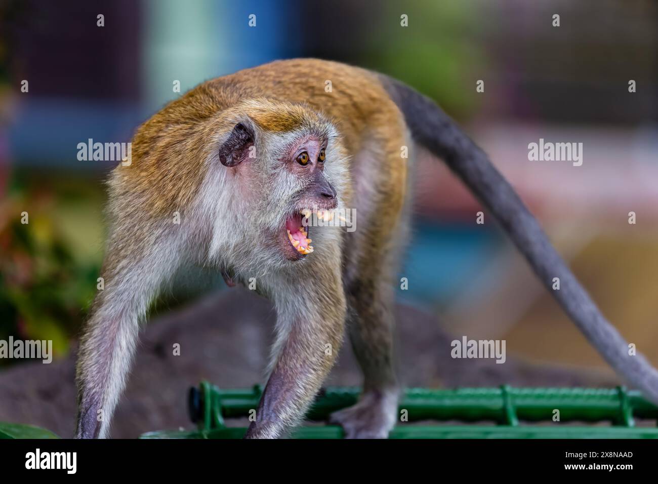 Singe macaque à longue queue volant dans un conteneur à ordures aux grottes de Batu, Kuala Lumpur, Malaisie Banque D'Images