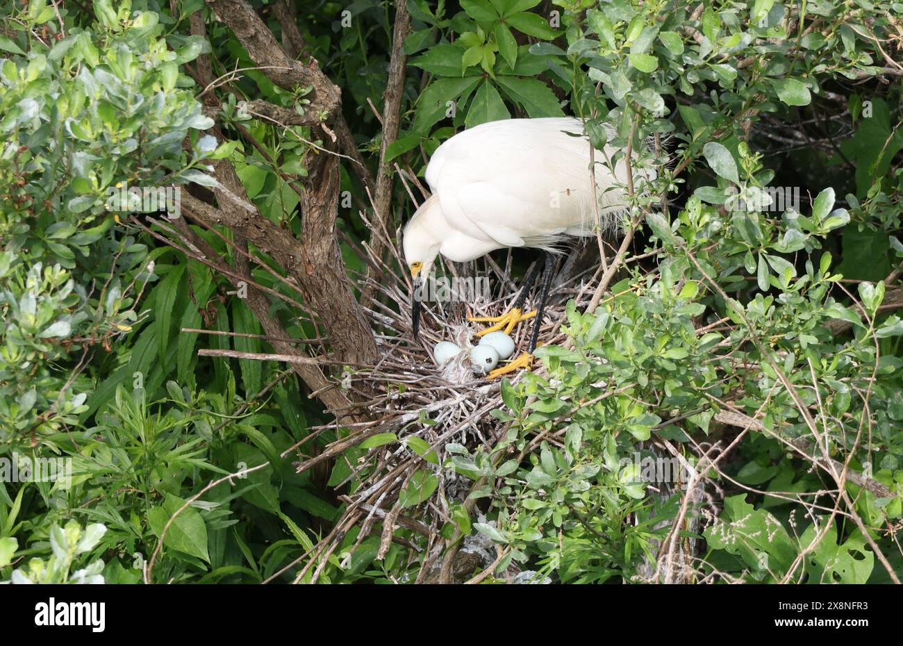 Aigrette enneigée sur le nid avec des œufs et des poussins à Ocean City, New Jersey Banque D'Images