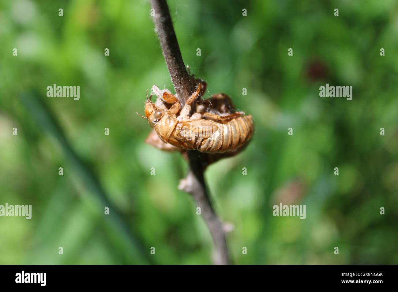 Exosquelette de cigale de 17 ans sur une branche en plein soleil à Algonquin Woods à des Plaines, Illinois Banque D'Images