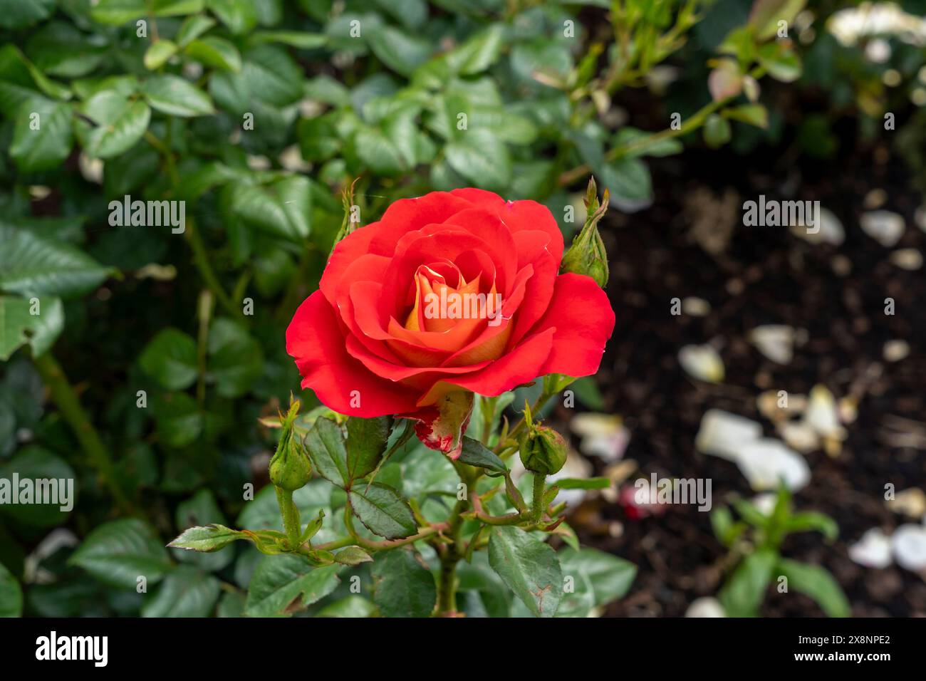 Une fleur de ketchup et de moutarde Rose poussant dans le jardin. États-Unis. Banque D'Images