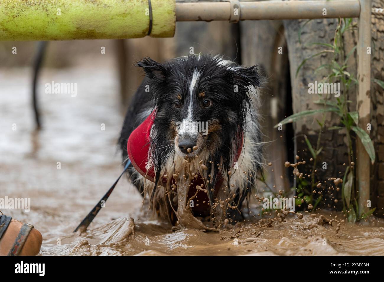 Sheltie tricolore éclaboussant dans de l'eau boueuse lors d'un événement lors d'une course dans la boue Banque D'Images