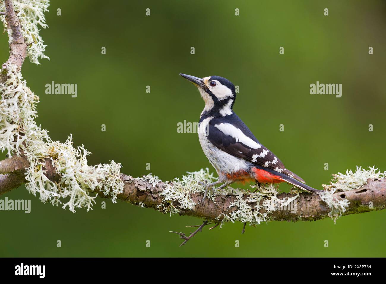 Grand pic tacheté Dendrocopos major, femelle adulte perchée sur une branche couverte de lichen, Suffolk, Angleterre, mai Banque D'Images