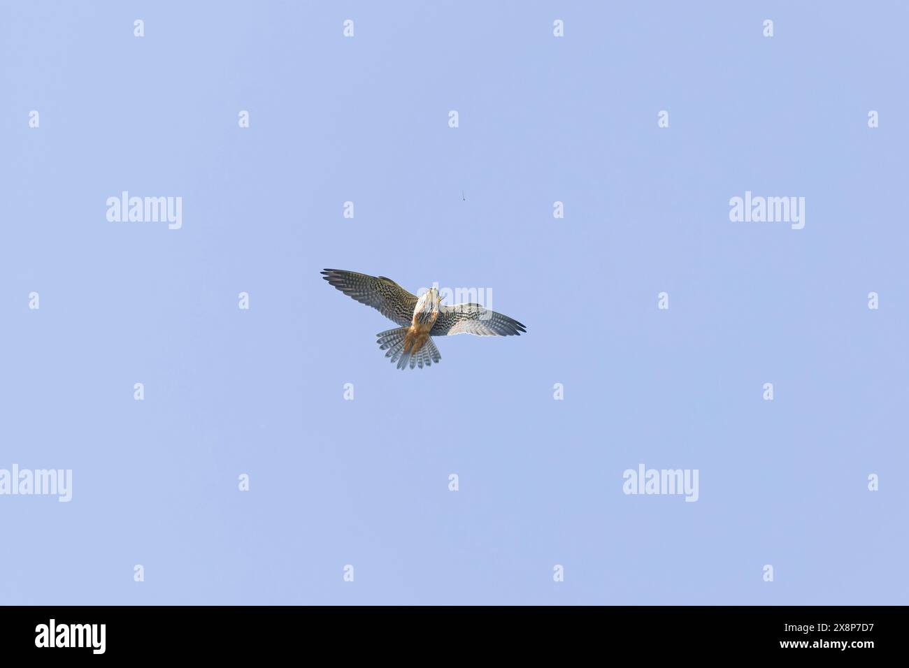 Hobby eurasien Falco subbuteo, adulte sur le point d'attraper une damselfly en vol, Suffolk, Angleterre, mai Banque D'Images