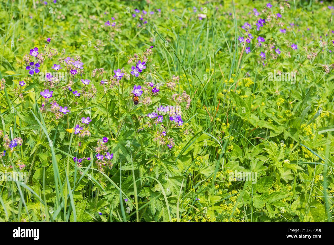 Bec de crane en bois fleurissant avec un bourdon sur une prairie Banque D'Images