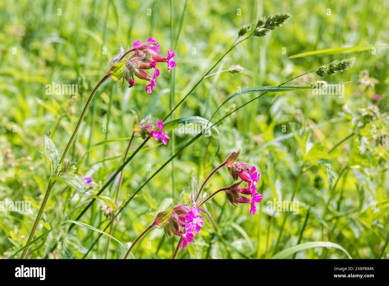Rouge campion fleurs en fleur sur un pré d'été Banque D'Images