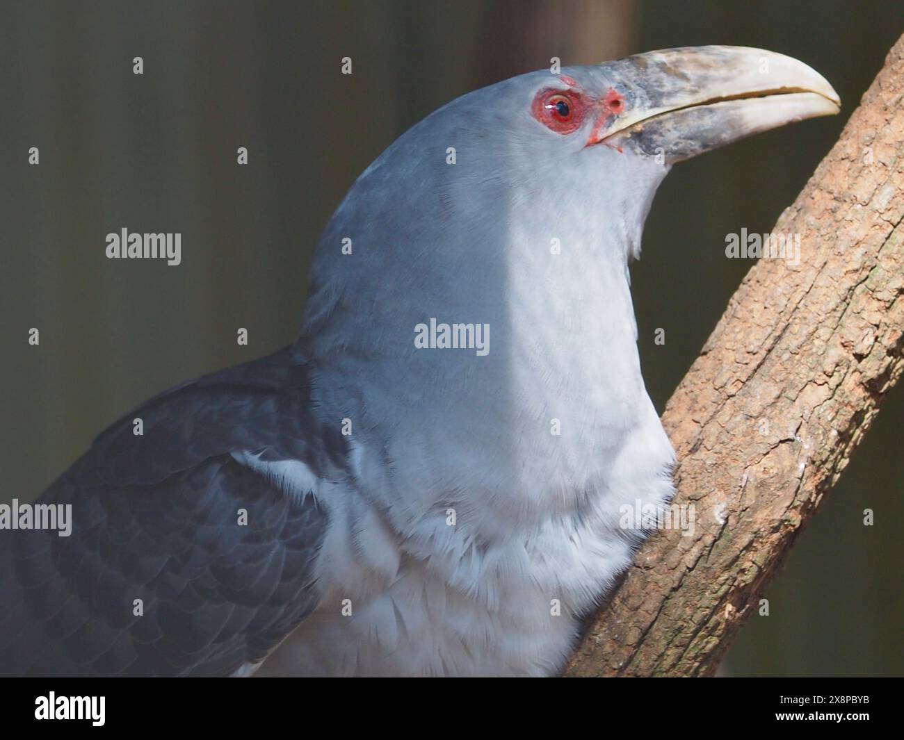 Incroyable Cuckoo Channel-Billed avec des yeux rouges vifs et une facture puissante. Banque D'Images
