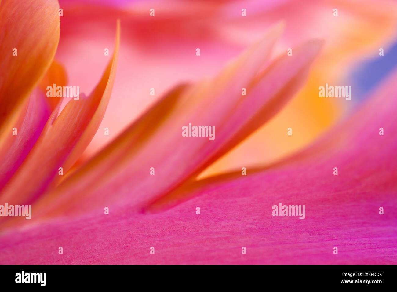 Macro photo abstraite d'une fleur de tulipe avec une faible profondeur de champ. Arrière-plan naturel. Fond floral abstrait. Banque D'Images
