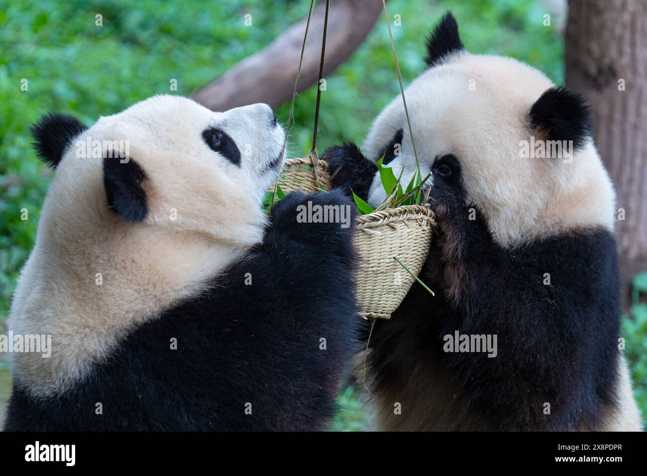 Deux pandas géants mangent au zoo de Chongqing à Chongqing, en Chine, le 26 mai 2024. (Photo de Costfoto/NurPhoto) Banque D'Images