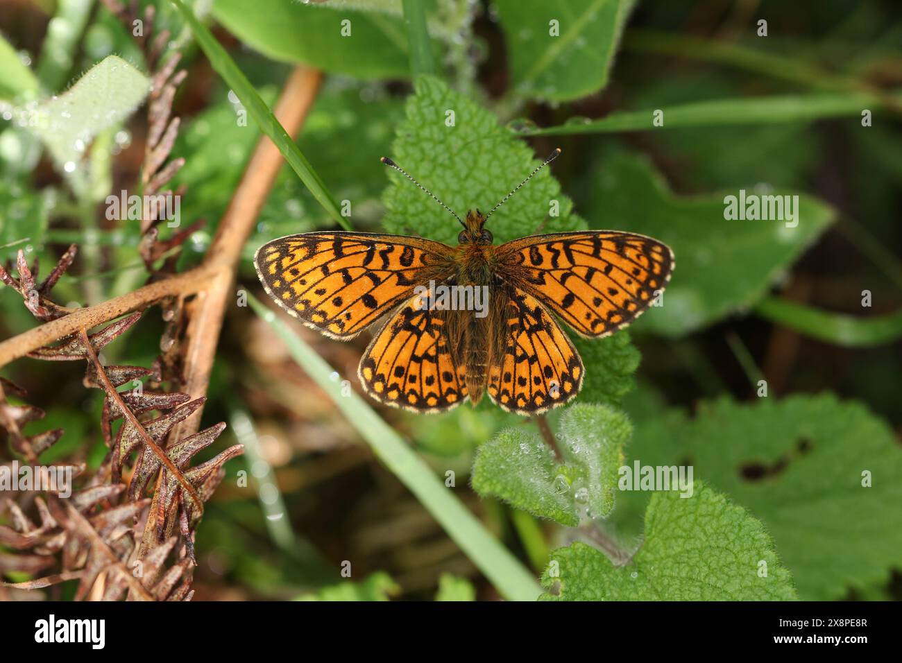 Une petite fritillaire bordée de perles rare, Boloria selene, reposant sur une feuille de plante dans une clairière forestière. Banque D'Images