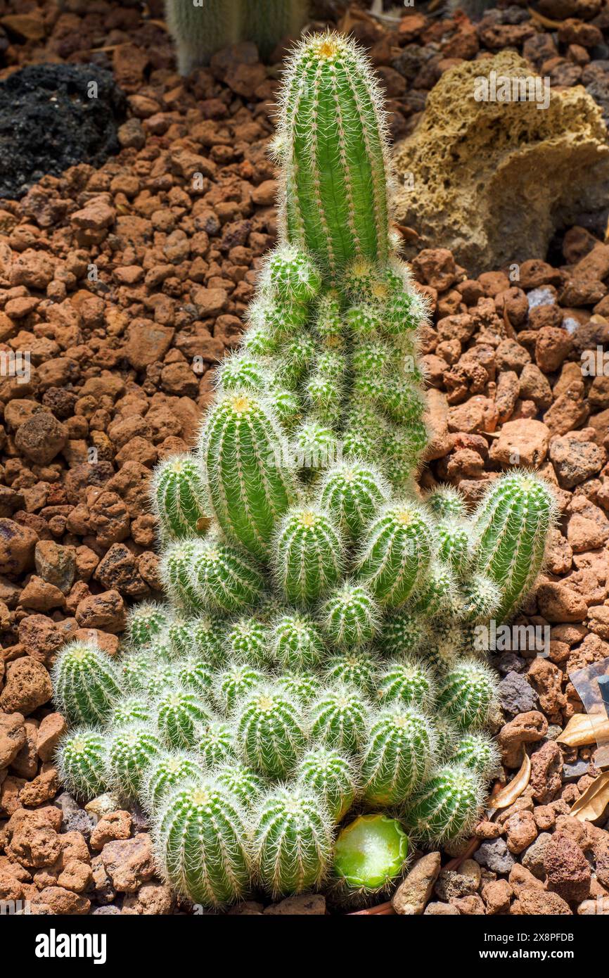 Echinocereus coccineus Engelm. - Aire de répartition indigène du Colorado au ne Mexique Banque D'Images