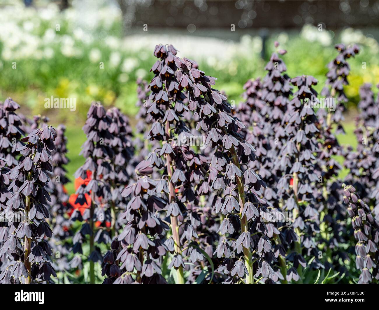 Gros plan sur fond doux de Fritillaria persica fleurissant dans Carl Johans Park à la mi-mai à Norrköping, Suède. Banque D'Images