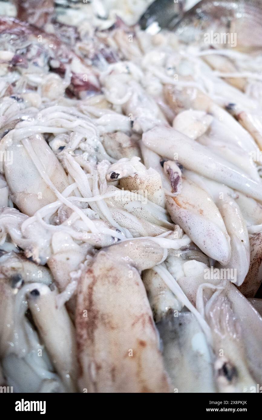 Vue rapprochée d'un tas de calmars frais au marché central de Casablanca, dans le quartier Art Déco qui était le quartier européen de la ville UEDN Banque D'Images