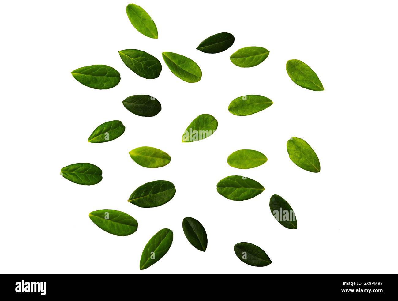 Feuilles vertes, petit feuillage vert sur brindille isolé sur fond blanc. Grandes feuilles de galette Banque D'Images