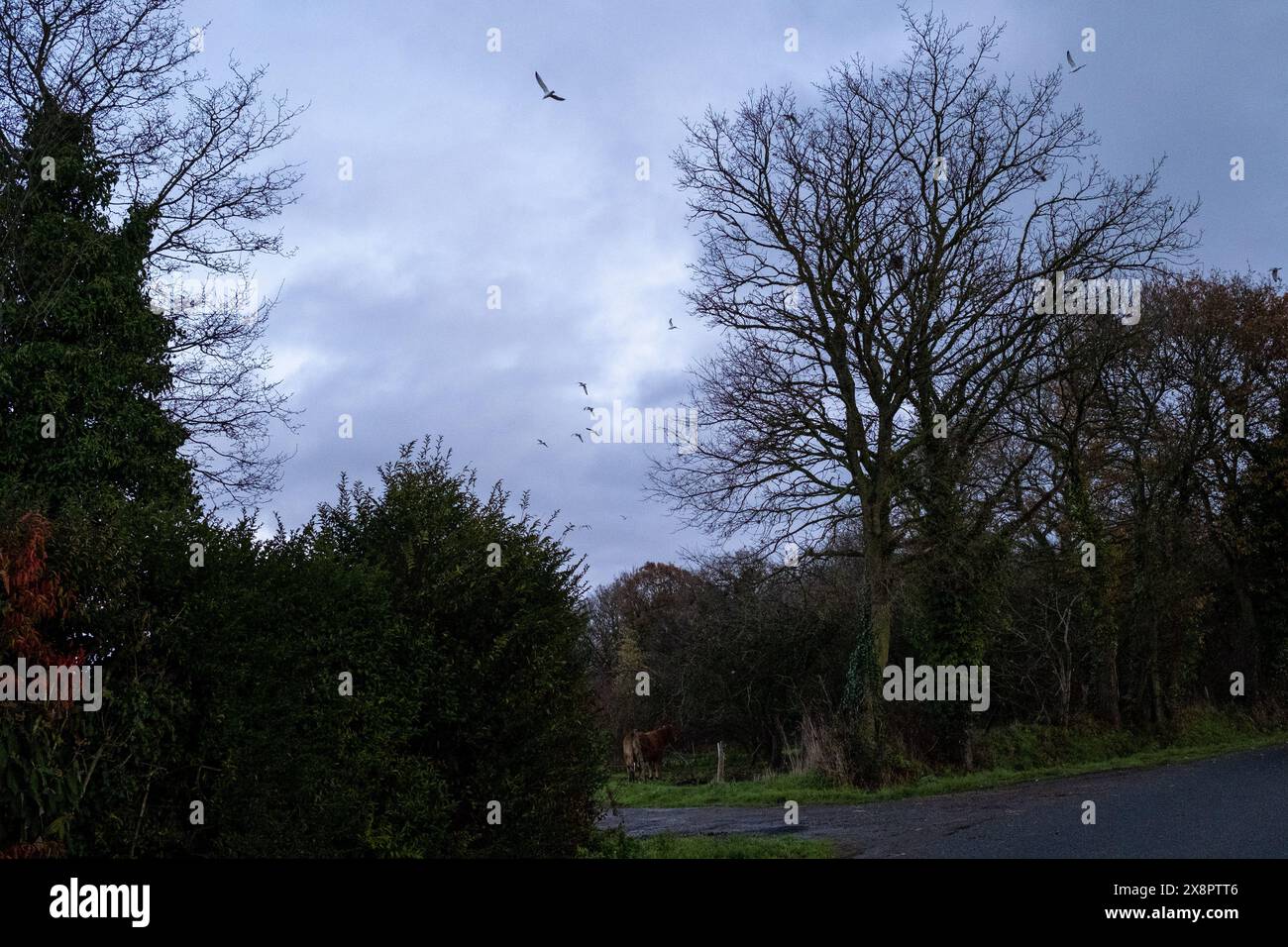 Oiseaux volant au-dessus des arbres au crépuscule à côtes-d Armor, Bretagne, France le 26 décembre 2022 Adeline, GAEC du bois au Be, gère une ferme de bovins avec de nombreux Limousi Banque D'Images