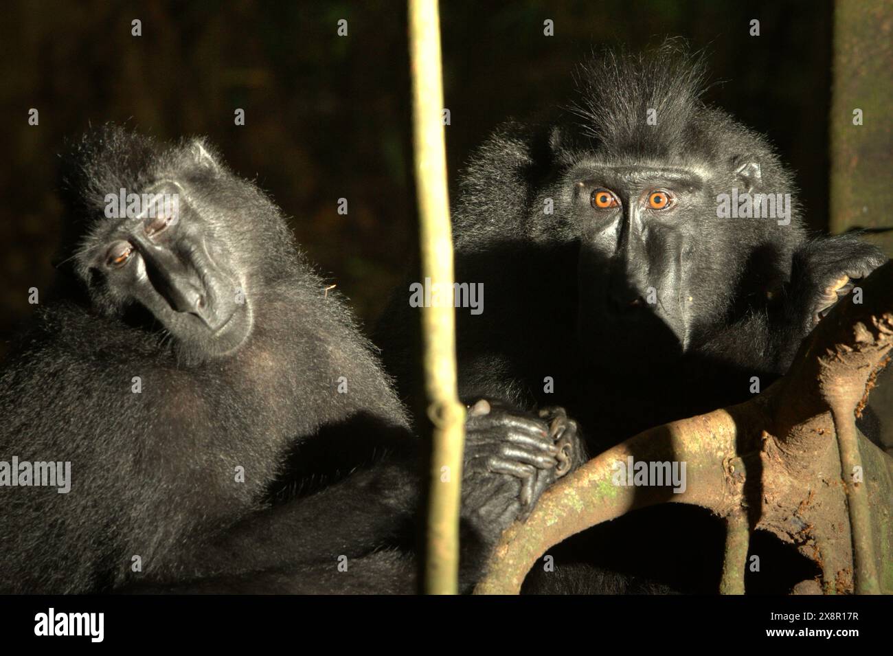 Macaques à cragoût noir (Macaca nigra) de Sulawesi dans la réserve naturelle de Tangkoko, au nord de Sulawesi, en Indonésie. Banque D'Images