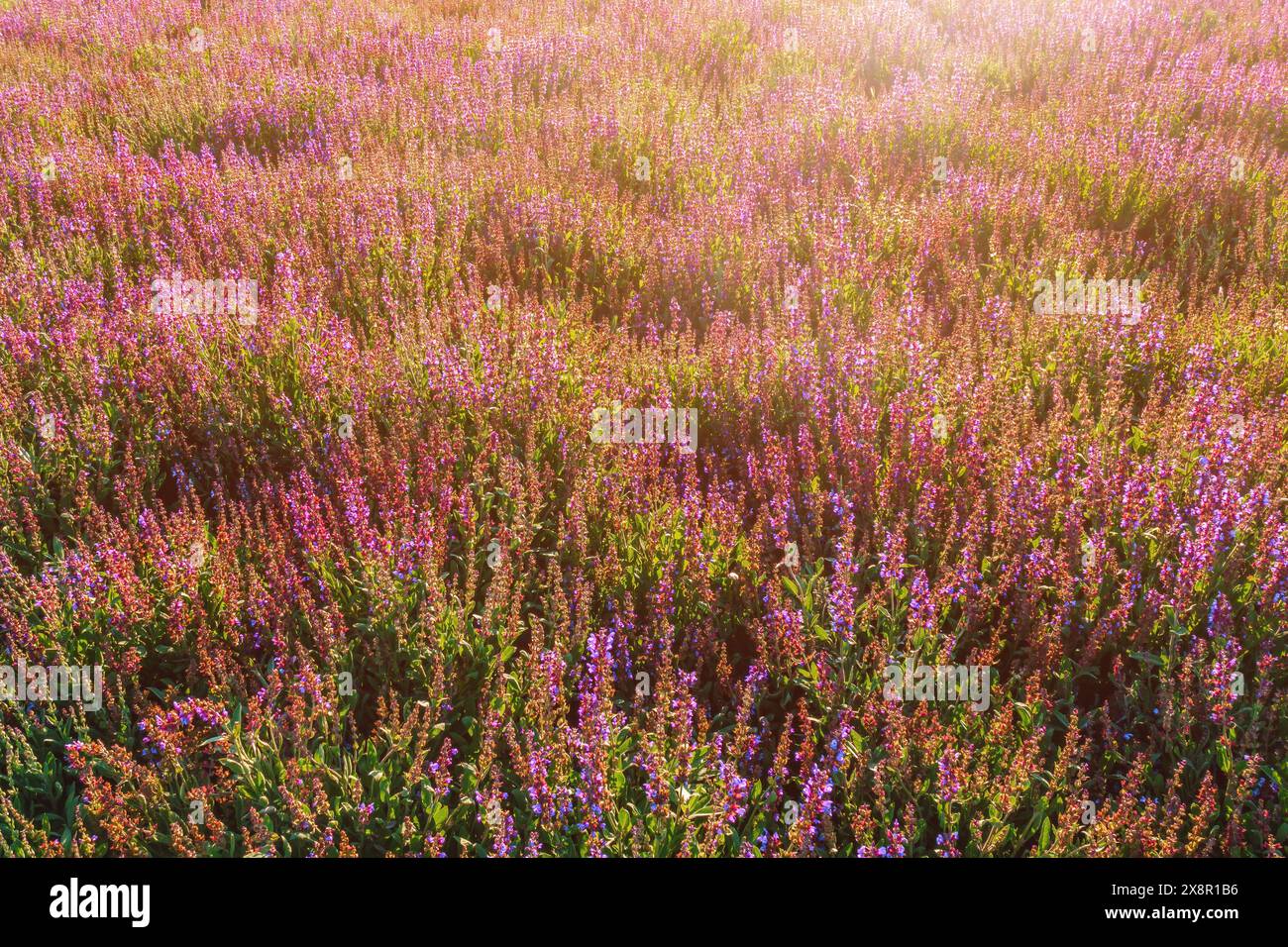 Plantation de sauge commune (Salvia officinalis). La sauge est un arbuste pérenne à feuilles persistantes avec des fleurs bleues à violacées, un membre de la famille de la menthe, sélectif Banque D'Images