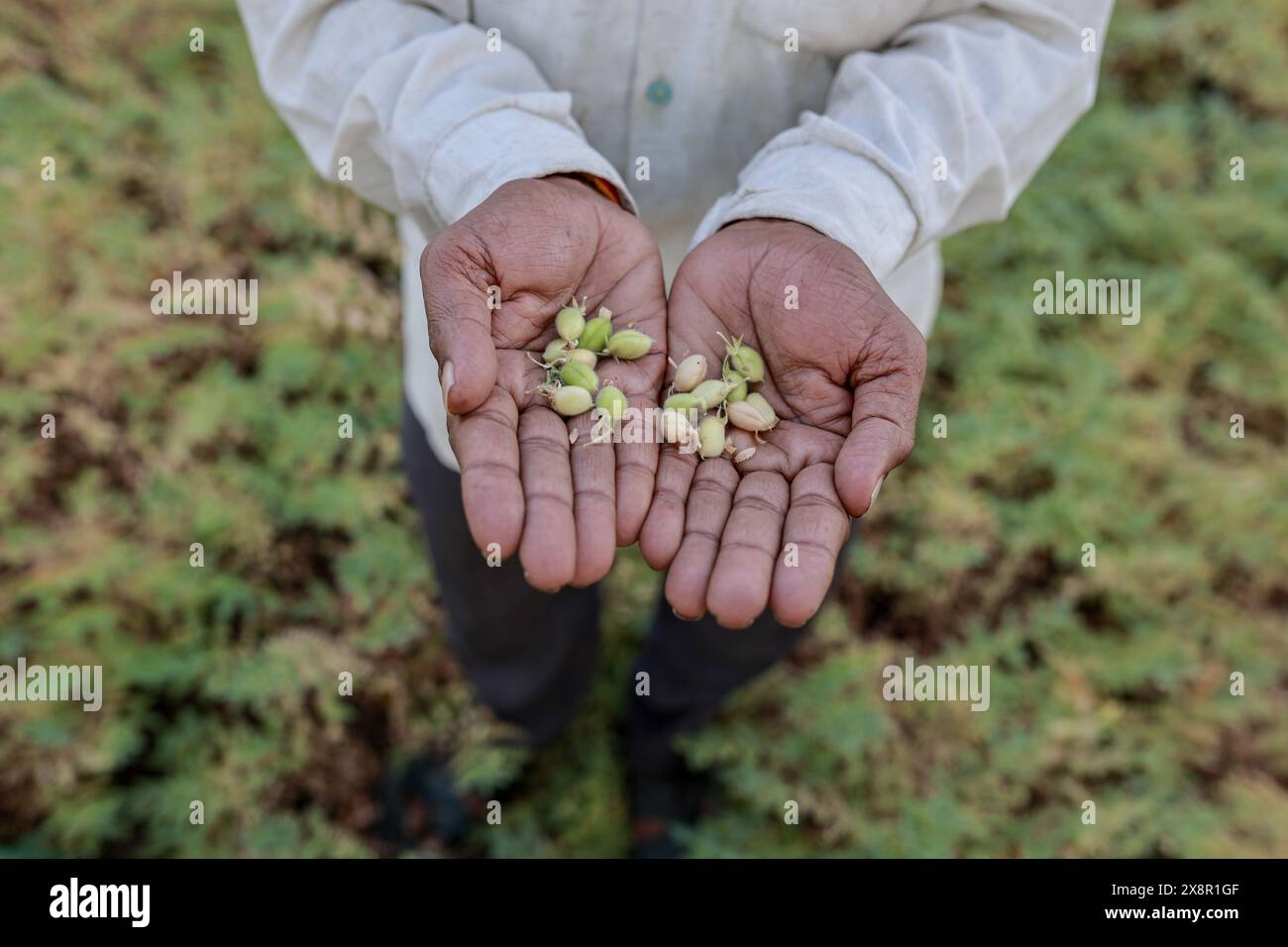 Élevage de pois chiches vert indien, fermier montrant la main Banque D'Images